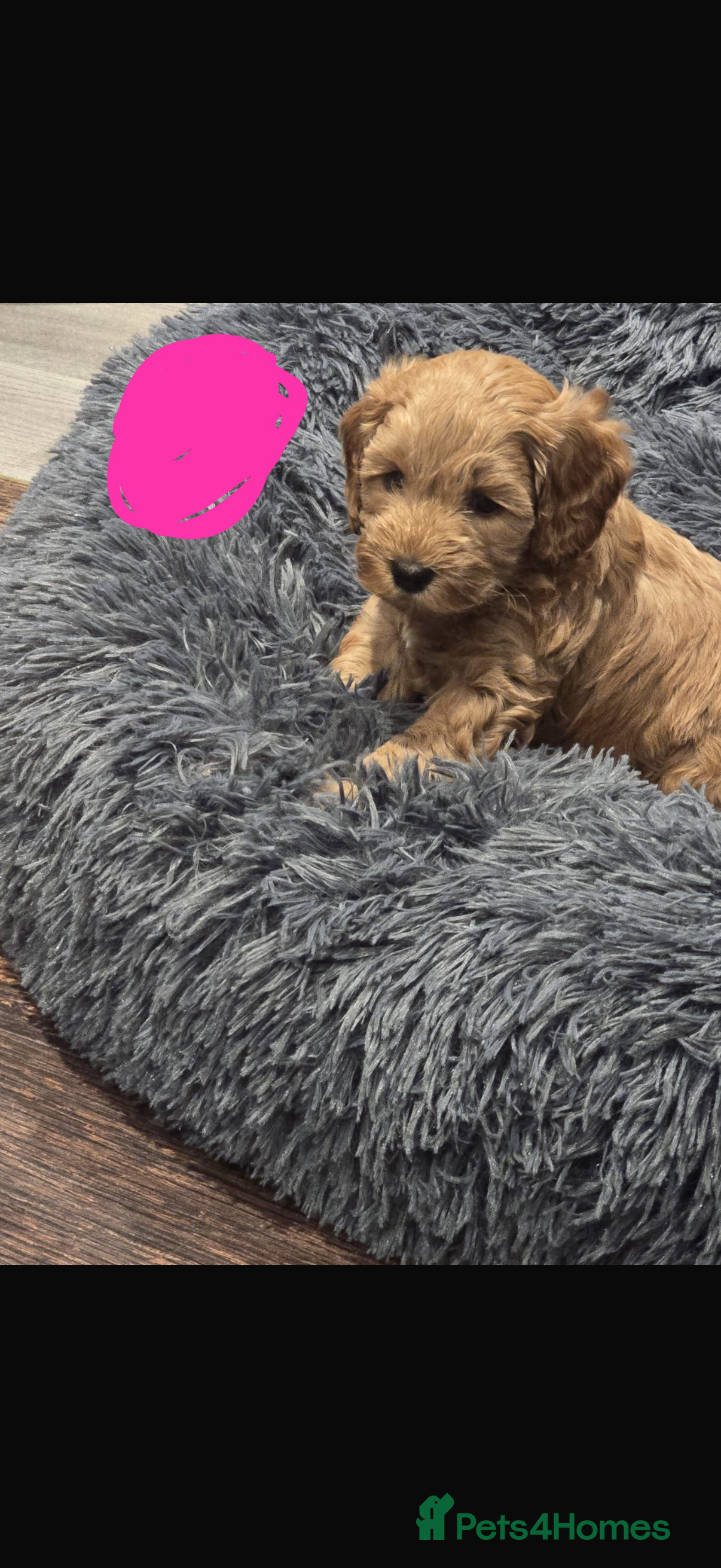 Cockapoo dogs Cockapoo Puppies Both parents Heath Tested CLEAR - Advert 2