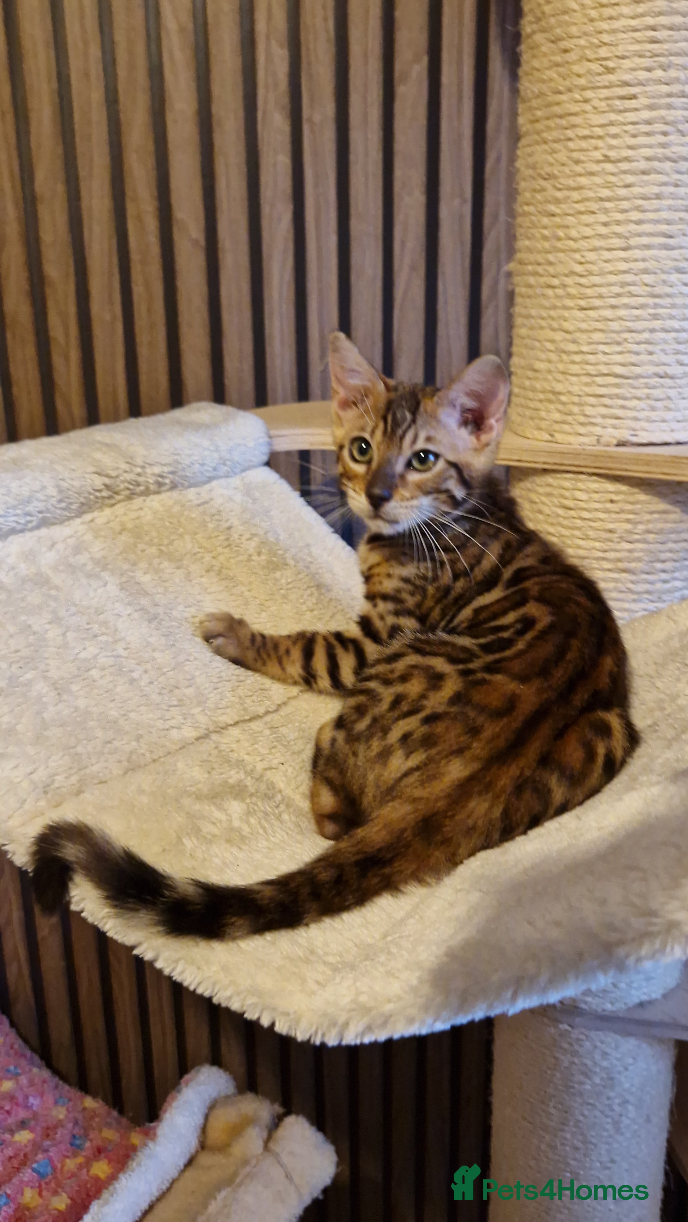 Bengal cats Beautiful kitten❤️Ready to go 😍  - Advert 2