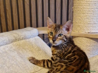 Bengal cats Beautiful kitten❤️Ready to go 😍 - Advert 3