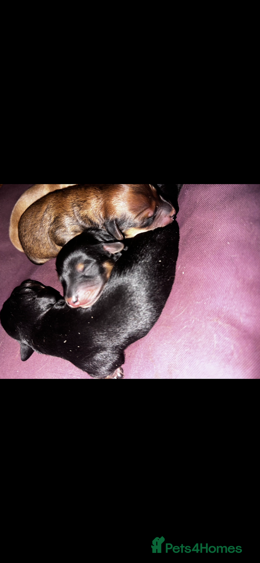 Miniature Dachshund dogs for sale: Miniature dachshund puppies  - Advert 4