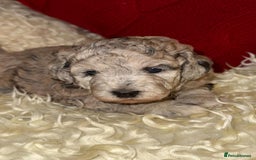 Toy Poodle dogs for sale: 🩷💜Stunning Toy Poodles For Sale 🩷💜 - Advert 1