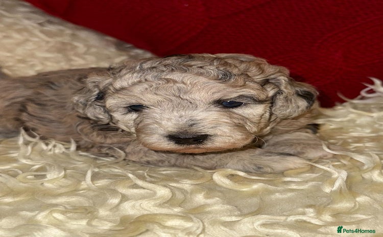 Toy Poodle dogs 🩷💜Stunning Toy Poodles For Sale 🩷💜 - Advert 3