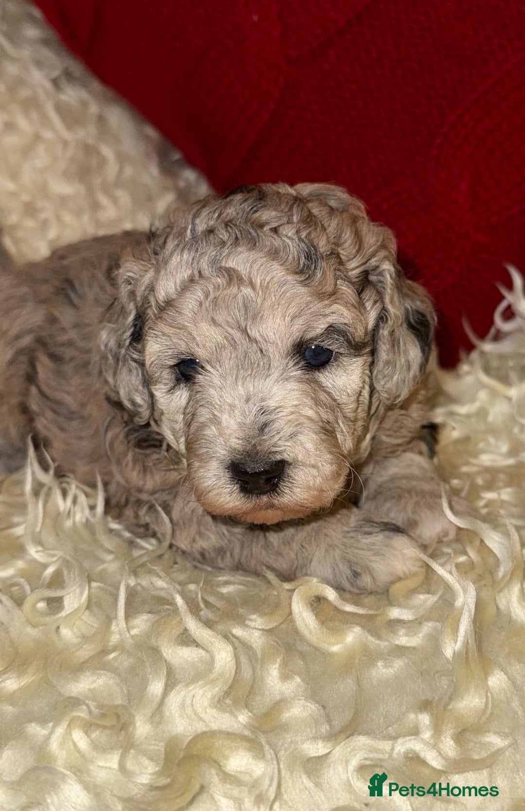 Toy Poodle dogs for sale: 🩷💜Stunning Toy Poodles For Sale 🩷💜 - Advert 1