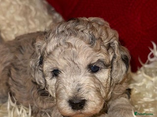 Toy Poodle dogs 🩷💜Stunning Toy Poodles For Sale 🩷💜 - Advert 13