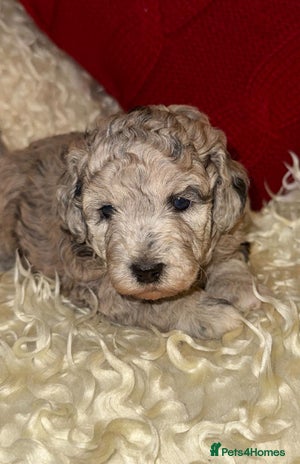 Toy Poodle dogs 🩷💜Stunning Toy Poodles For Sale 🩷💜 - Advert 3