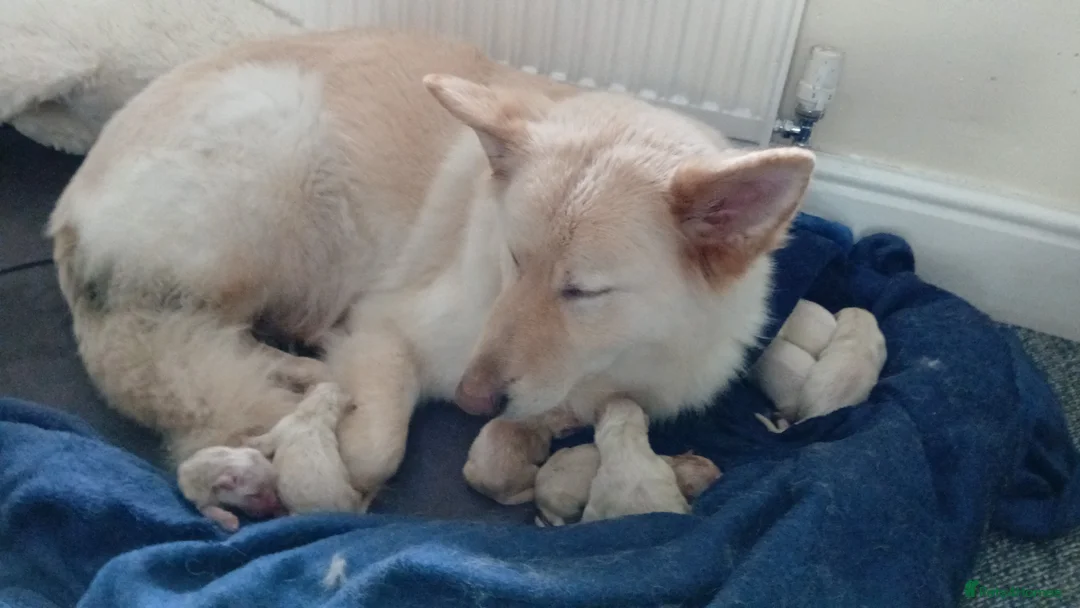 Mixed Breed dogs for sale: White Shepherd Puppies - Advert 6