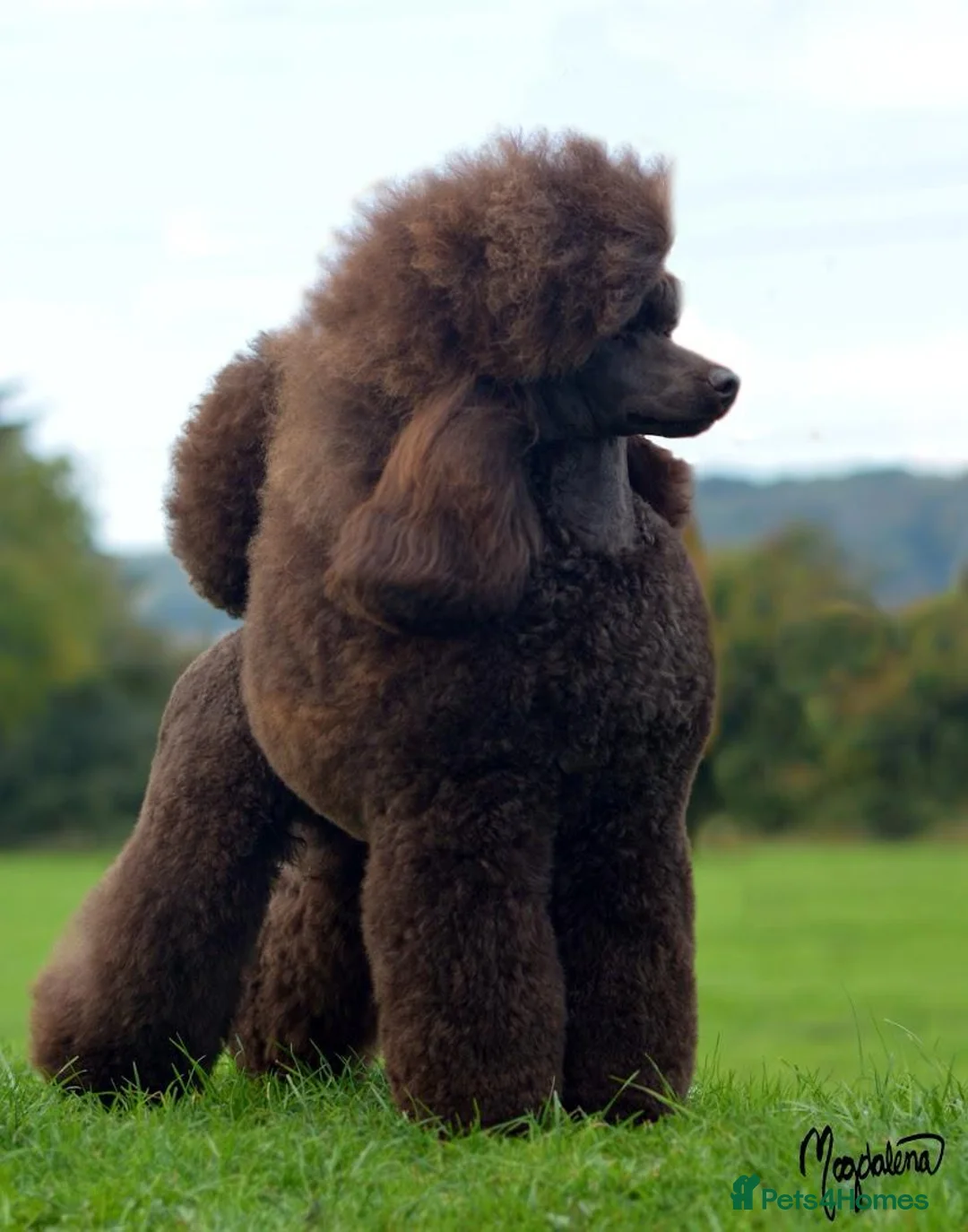 Miniature Poodle dogs for sale: Beautiful Girls!!! - Advert 12