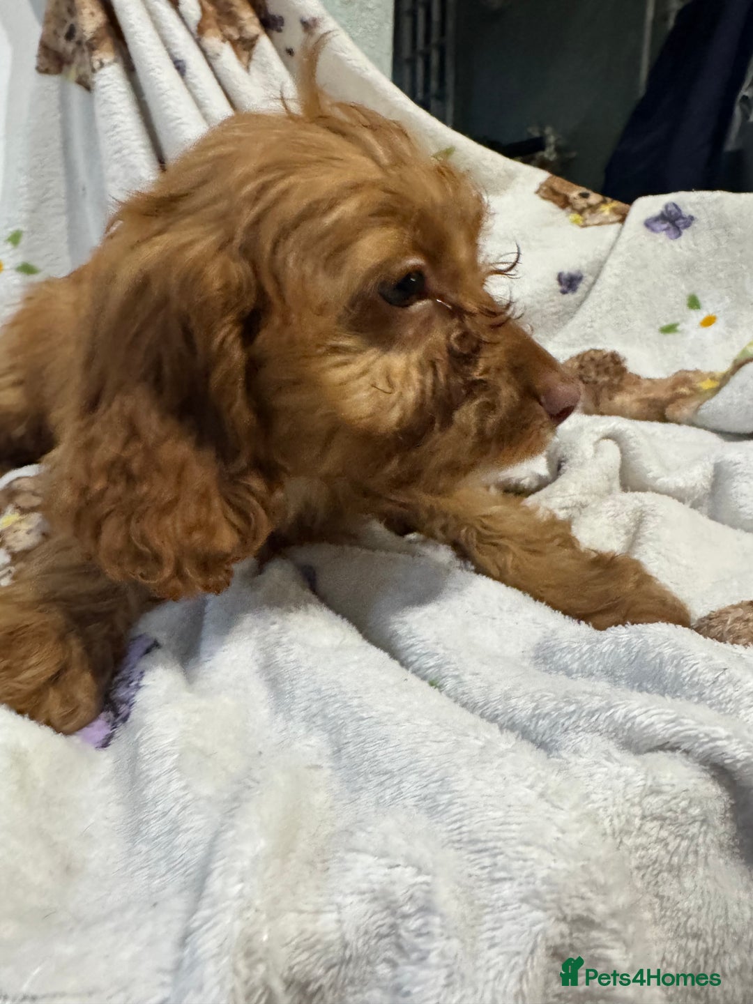 Cockapoo dogs for sale: F1 Cockapoo puppy’s  - Image 15