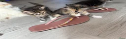 Mixed Breed cats for sale: Affectionate & Beautiful Ragdoll X Kittens - Advert 12