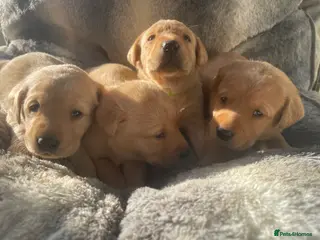 Labrador Retriever dogs Extensively health tested labrador puppies - Advert 11