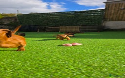 Miniature Dachshund dogs for sale: Miniature dachshund KC registered  - Image 2