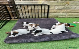 Jack Russell dogs for sale: Jack Russell puppies,Parents reg.Kennel club, - Image 2