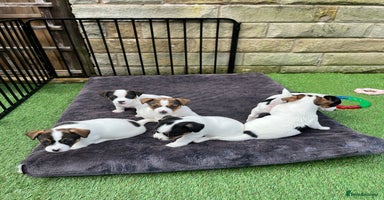 Jack Russell dogs - Advert 2