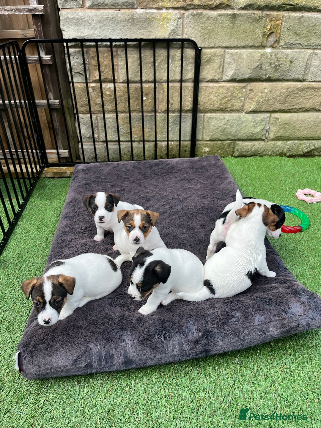 Jack Russell dogs for sale: Jack Russell puppies,Parents reg.Kennel club, - Image 2