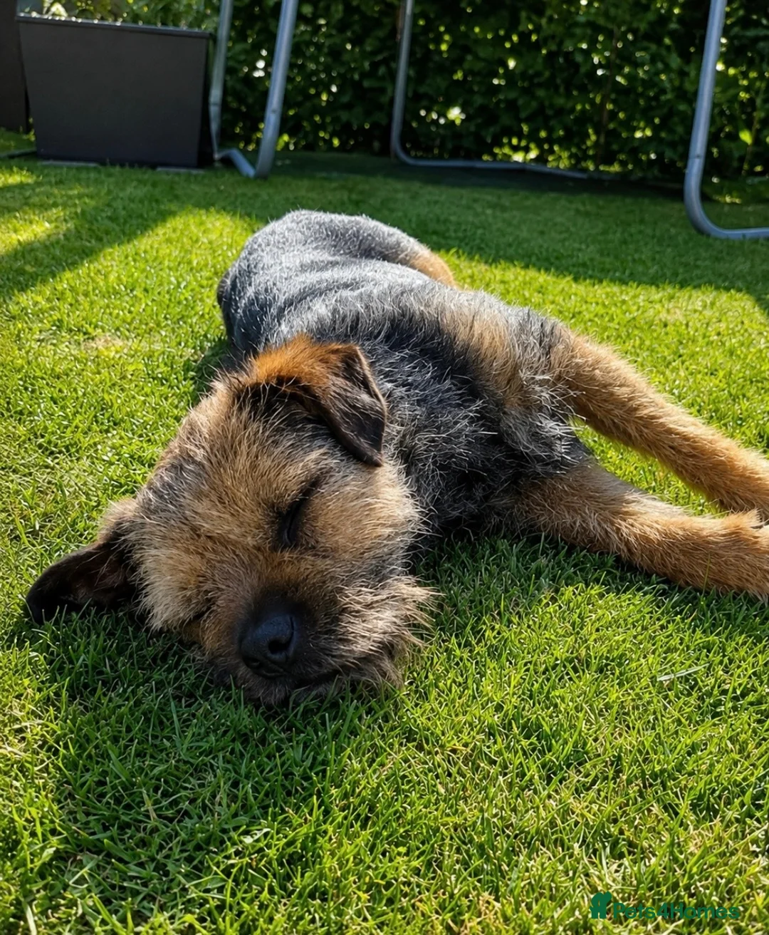 Border Terrier dogs for stud: Captain - Advert 2