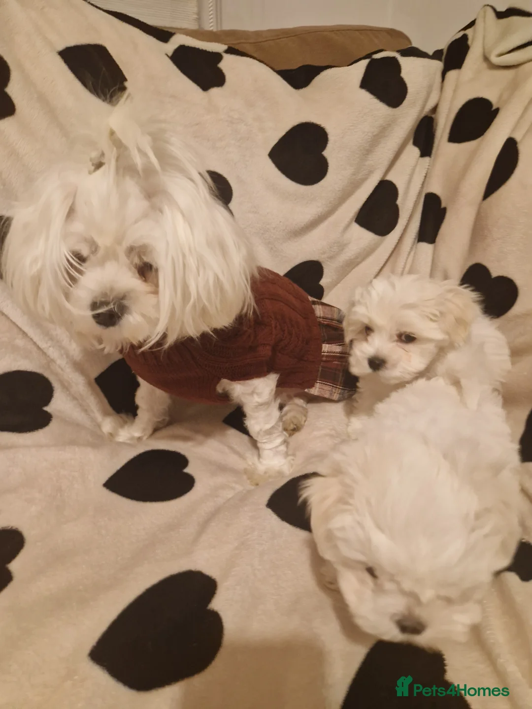 Maltese dogs for sale: Maltese toybreed - Advert 5