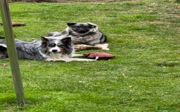 Mixed Breed dogs for sale: Keeshond/retriever cross Collie Pups - Image 4