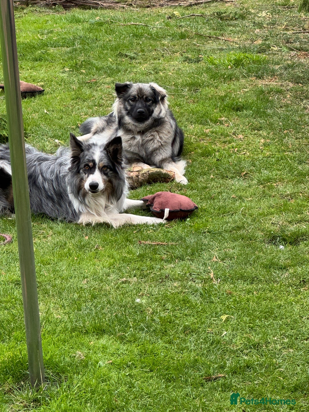 Mixed Breed dogs for sale: Keeshond/retriever cross Collie Pups - Image 4