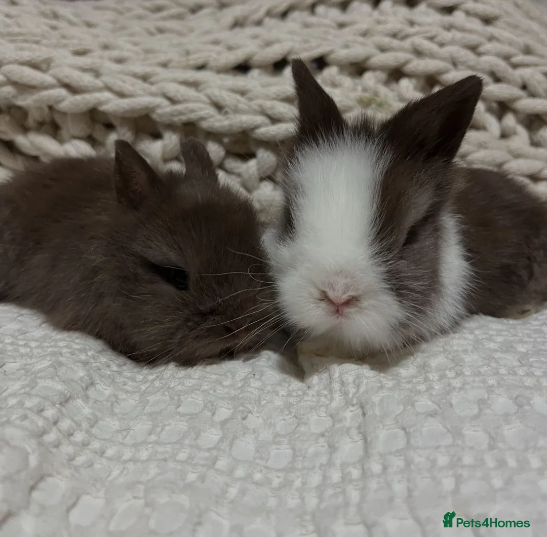 Lionhead rabbits for sale: Baby Lionheads Ready 3rd March - Advert 4