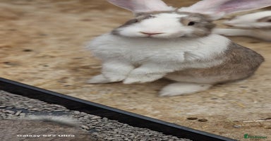 Continental Giant rabbits - Advert 13
