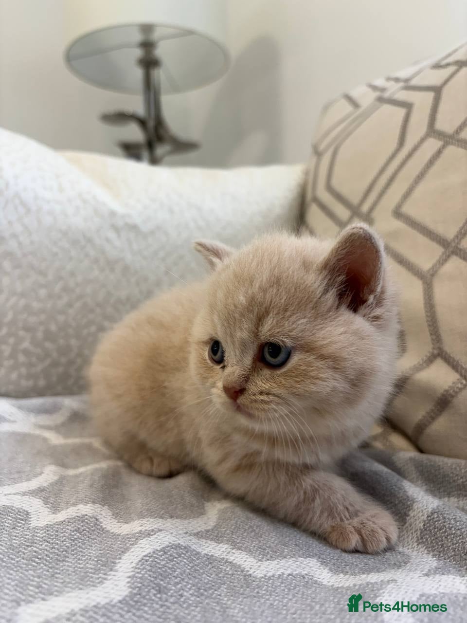 British Shorthair cats for sale: Amazing Cream and Blue British Shorthair Kittens. - Advert 4