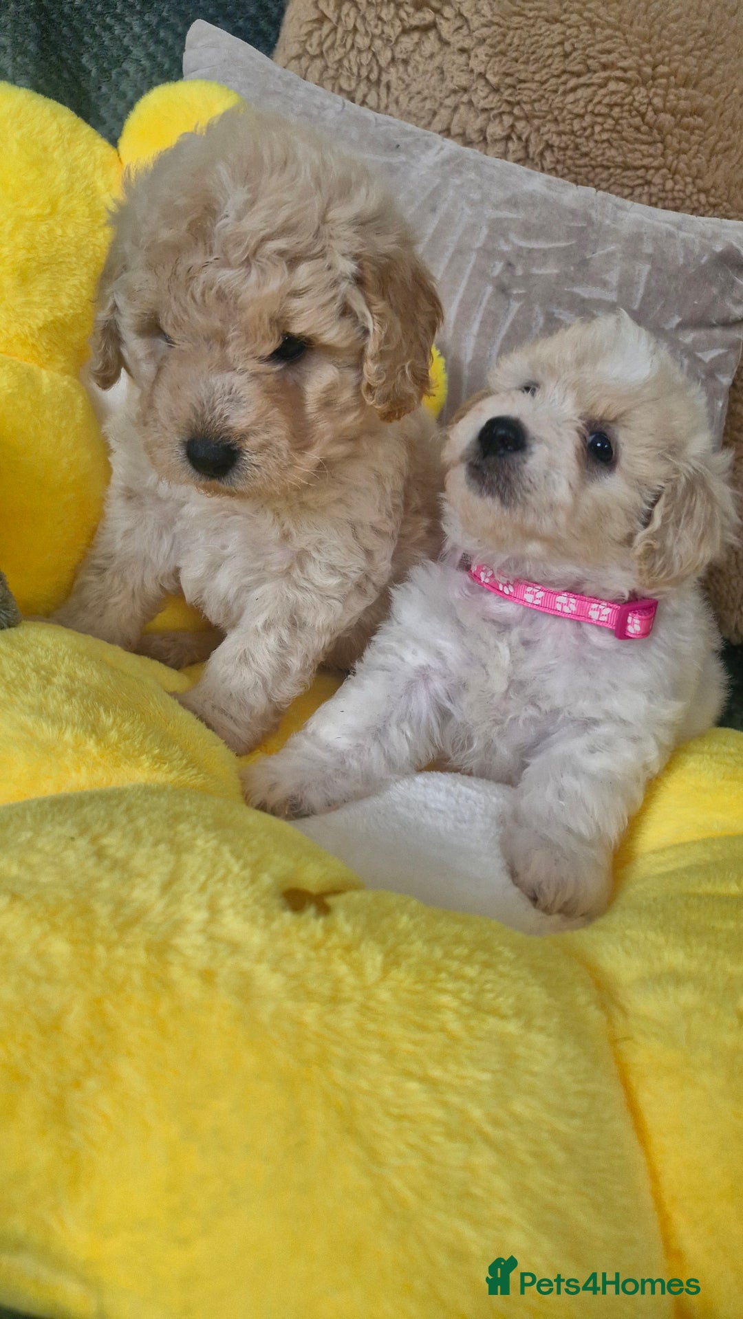 Mixed Breed dogs for sale: Maltipoo puppies  - Image 3