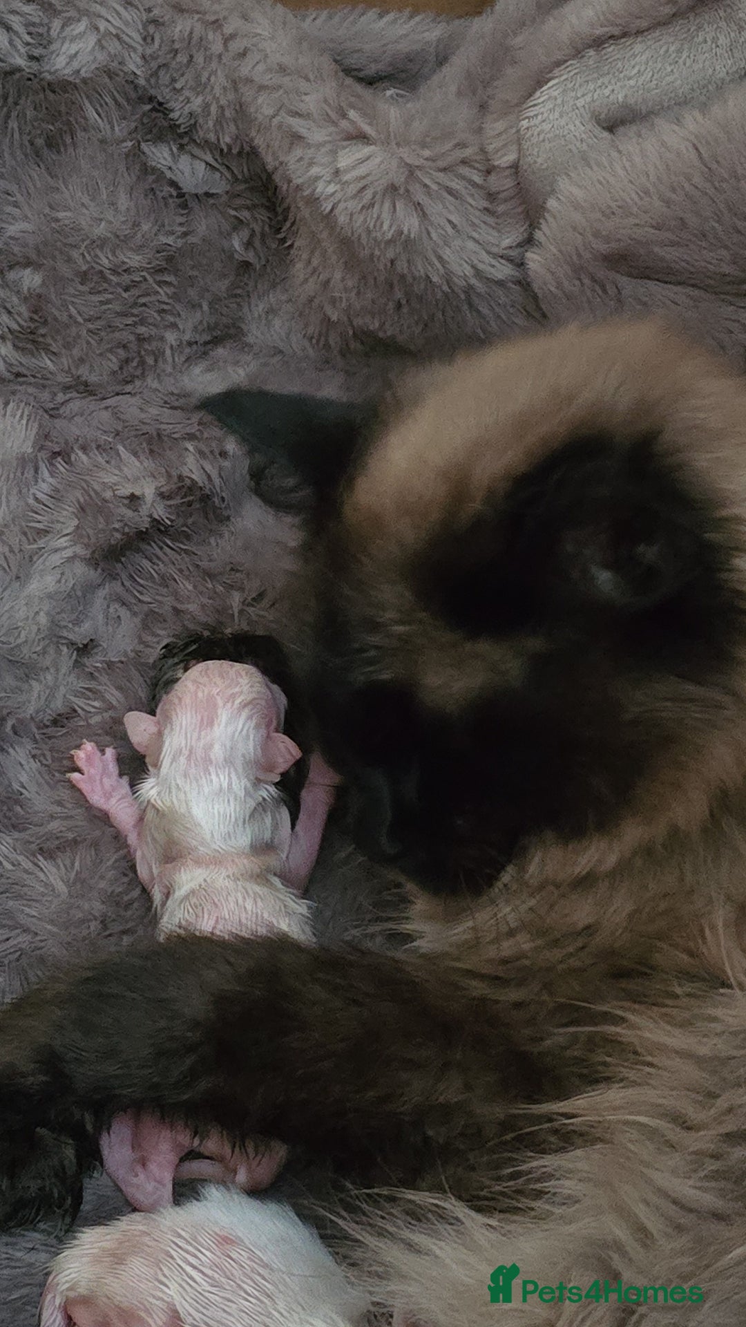 Ragdoll cats for sale: Two beautiful ragdolls left - Image 7