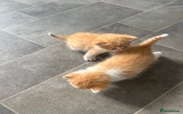 Mixed Breed cats for sale: Gorgeous ginger males  - Image 6
