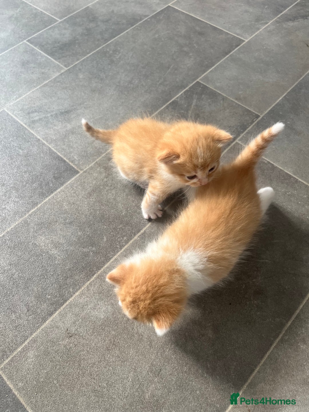 Mixed Breed cats for sale: Gorgeous ginger males  - Image 6