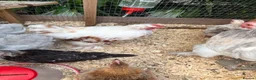 Chickens poultry for sale: 3 beautiful pekin cockerels - Advert 6