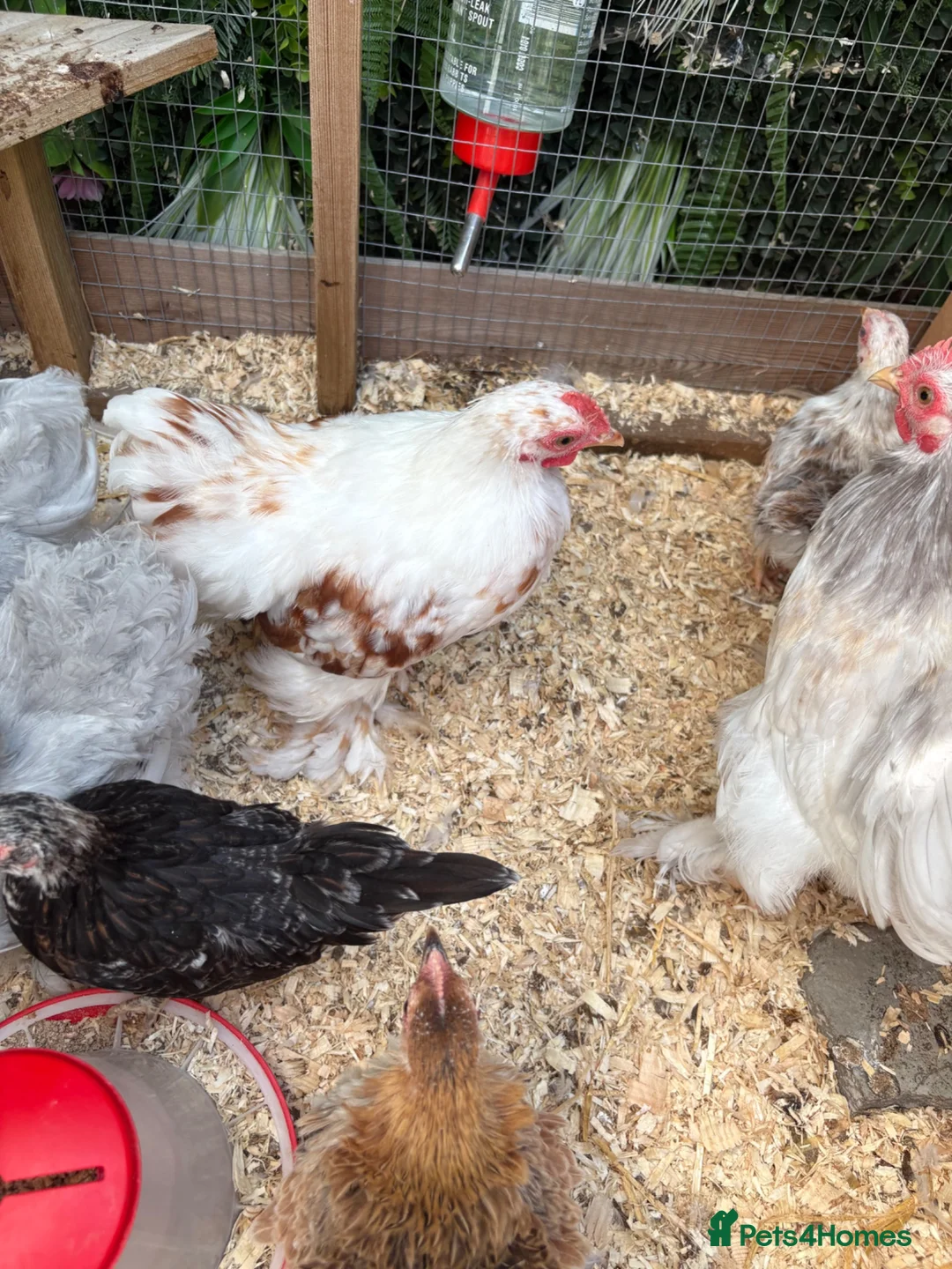 Chickens poultry for sale: 3 beautiful pekin cockerels - Advert 6