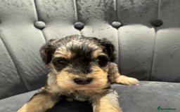 Mixed Breed dogs for sale: Very rare Schnoodle puppies  - Image 4