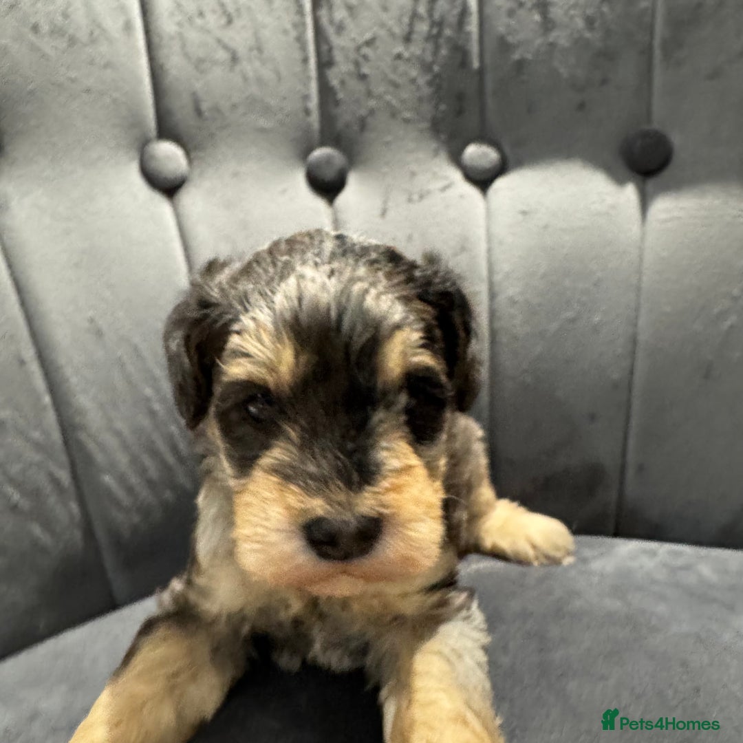 Mixed Breed dogs for sale: Very rare Schnoodle puppies  - Image 4