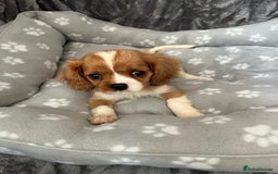Cavalier King Charles Spaniel dogs for sale: Health tested stunning puppies - Advert 12
