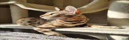 Bengal cats for sale: Stunning Bengal Kittens. TICA Registered. - Advert 11