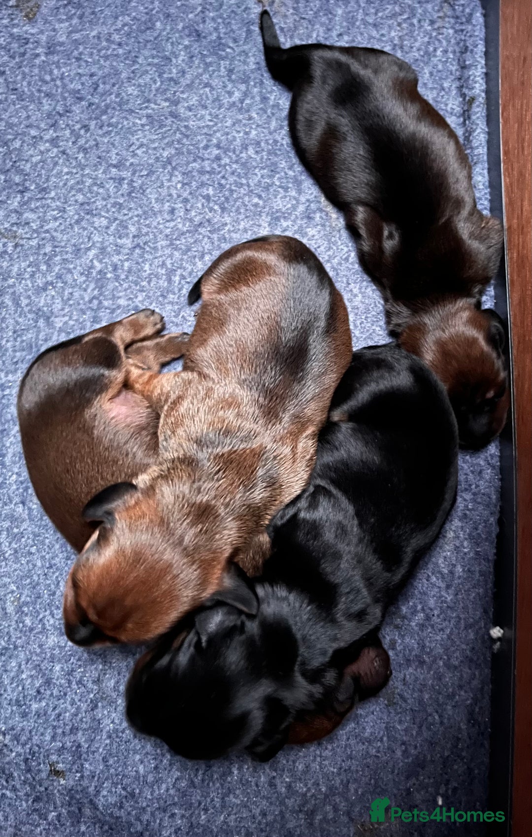 Miniature Dachshund dogs for sale: 1 little shaded red miniature dachshund girl left  - Advert 3