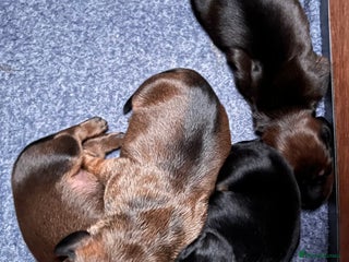 Miniature Dachshund dogs - Advert 15