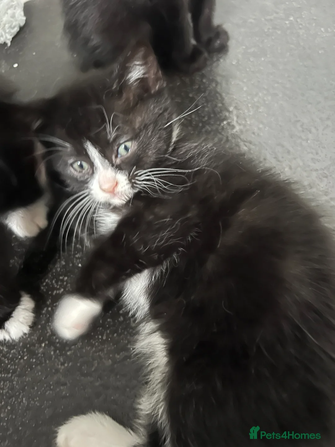 British Shorthair cats for sale: beautiful british short hair x kitties  - Advert 2