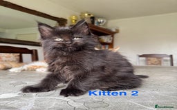 Maine Coon cats for sale: LARGE MAINE COON KITTENS - Image 4