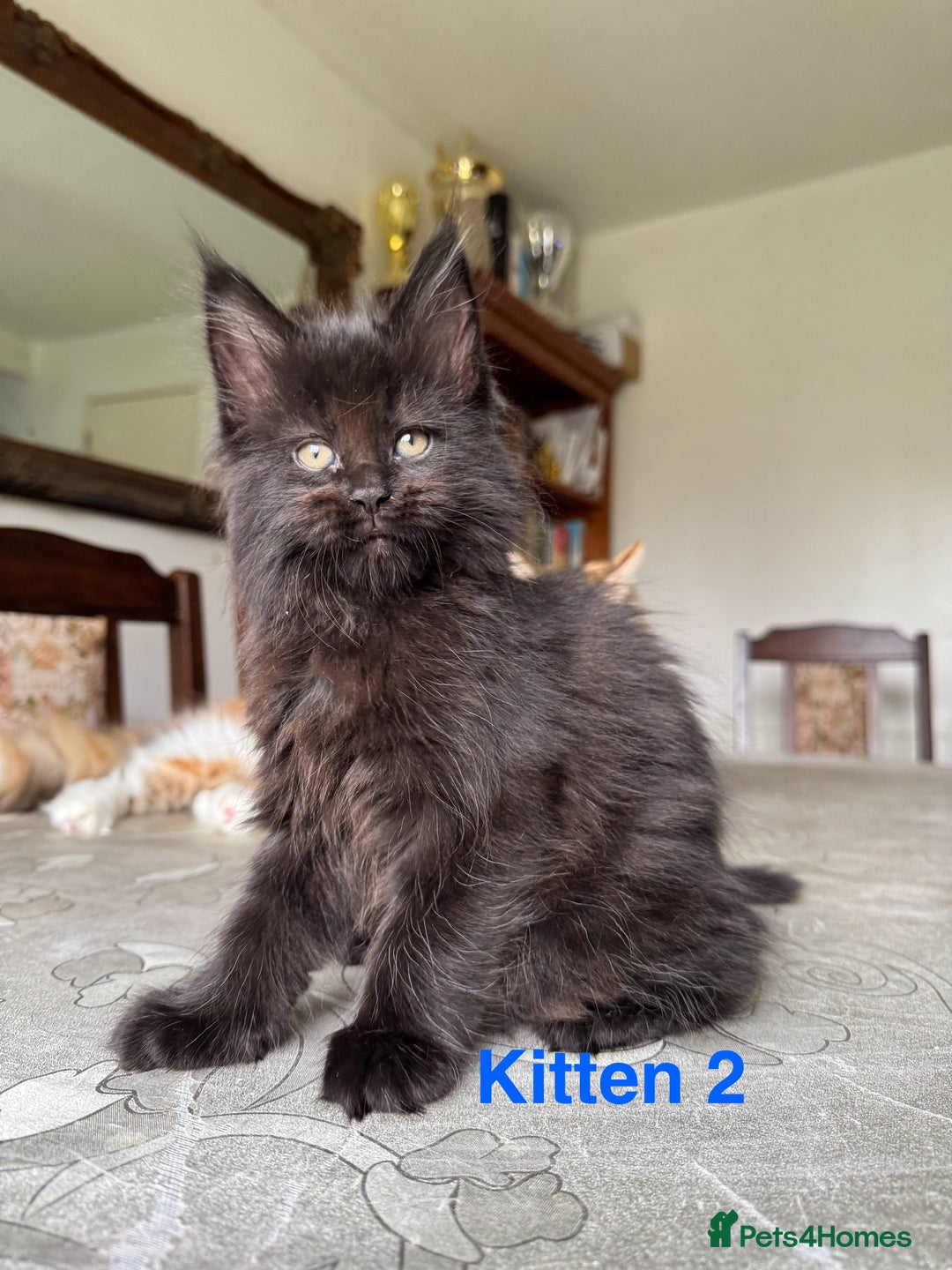 Maine Coon cats for sale: LARGE MAINE COON KITTENS - Image 4