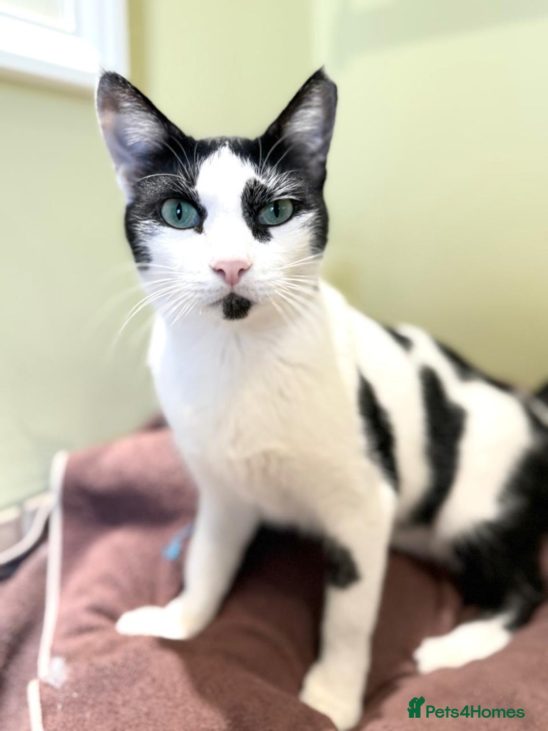 Mixed Breed cats for adoption: 👑 Queen – Indoor Chatty Little Lady - Advert 2