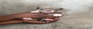 Chihuahua 2