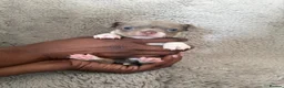 Chihuahua dogs for sale:  Beautiful Chihuahua Puppies Available to Reserve  - Advert 3