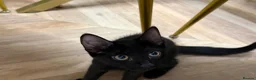 Mixed Breed cats for sale: Friendly Female Kittens Looking for forever homes in Tetbury - Advert 12