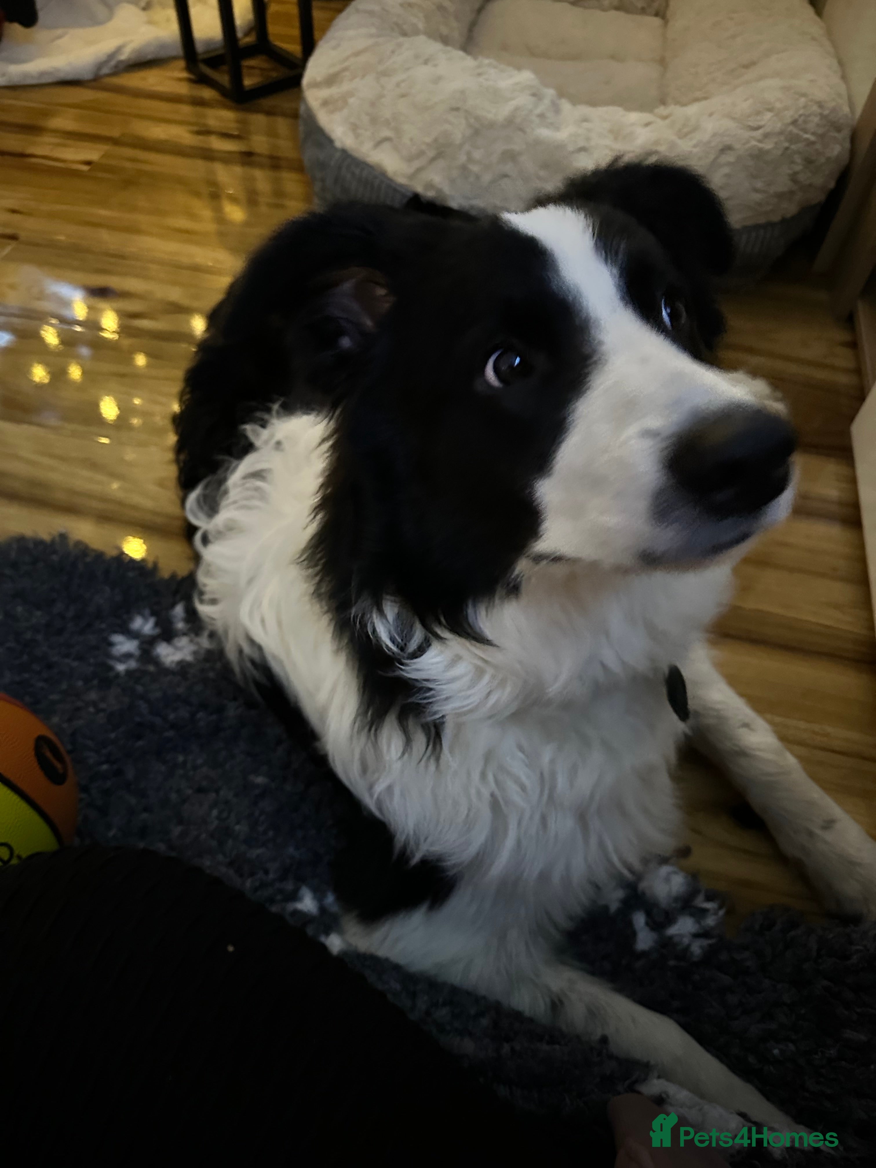 Border Collie dogs Last one boy ,rehome !International Champion line - Advert 3