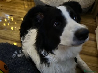 Border Collie dogs Last one boy ,rehome !International Champion line - Advert 6