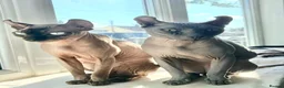 Sphynx cats for sale: Female Elf Sphynx Kitten – TICA Registered Parents - Advert 2