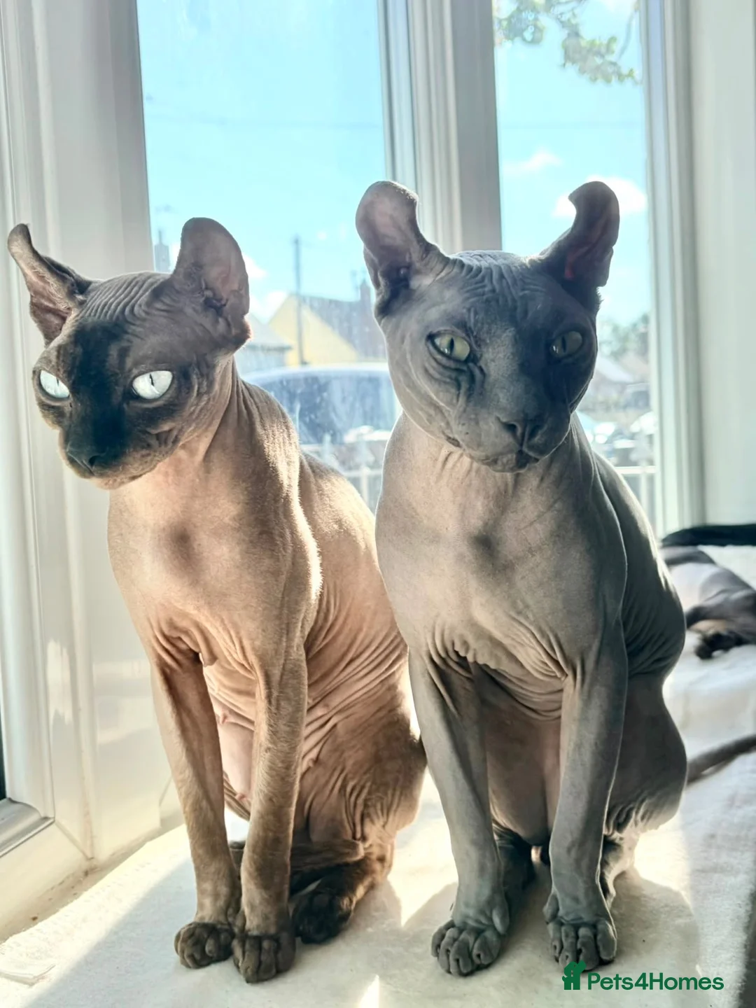 Sphynx cats for sale: Female Elf Sphynx Kitten – TICA Registered Parents - Advert 2