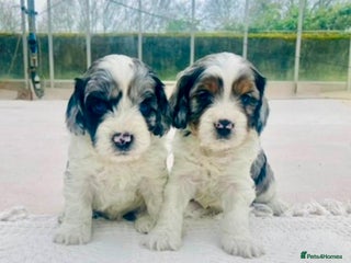Cavapoo dogs WAITING LIST NOW OPEN Extremely Rare Merle F1 - Advert 1