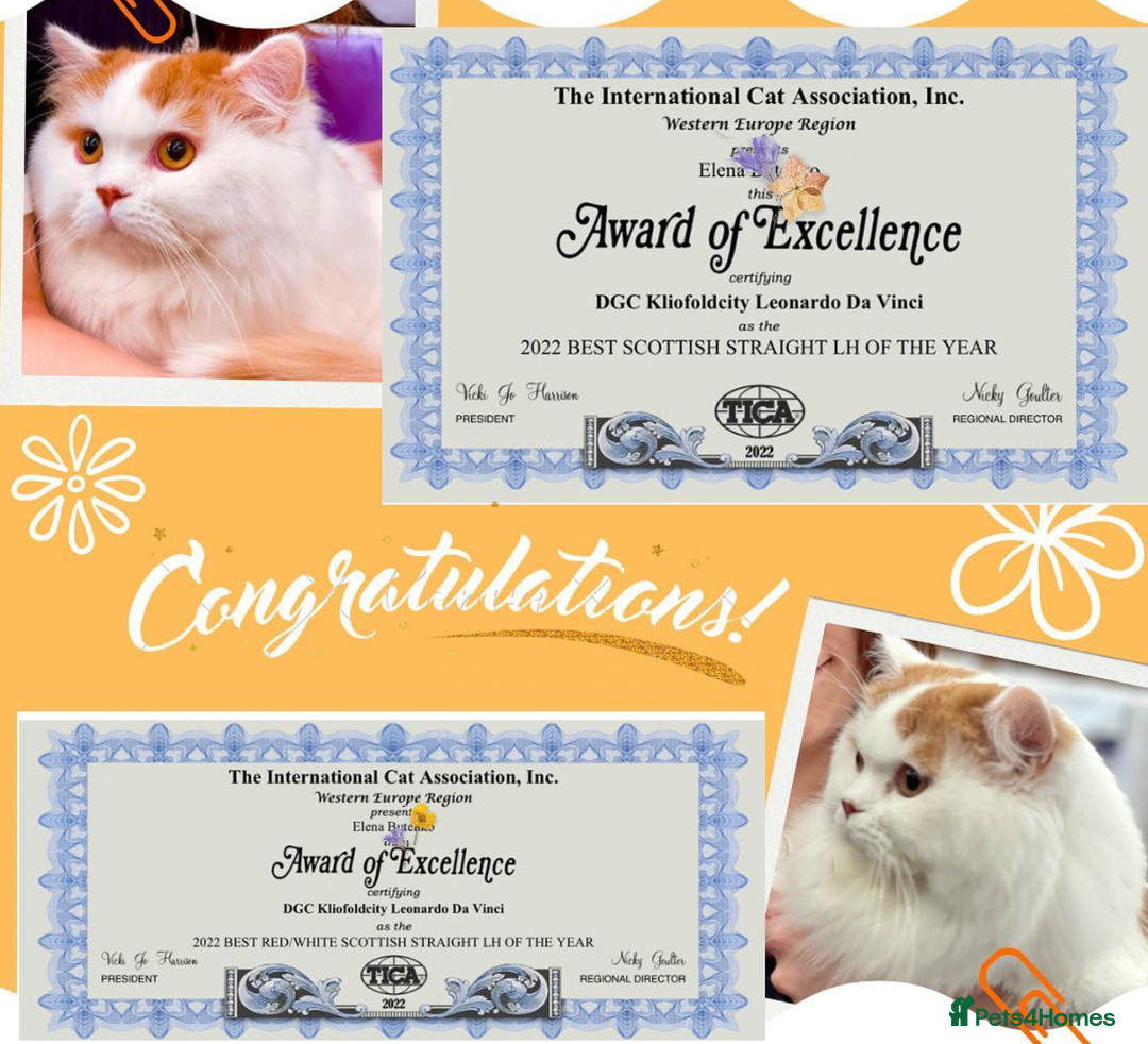 Scottish Fold cats for sale: The highest breeding quality Scottish Straight  - Advert 10